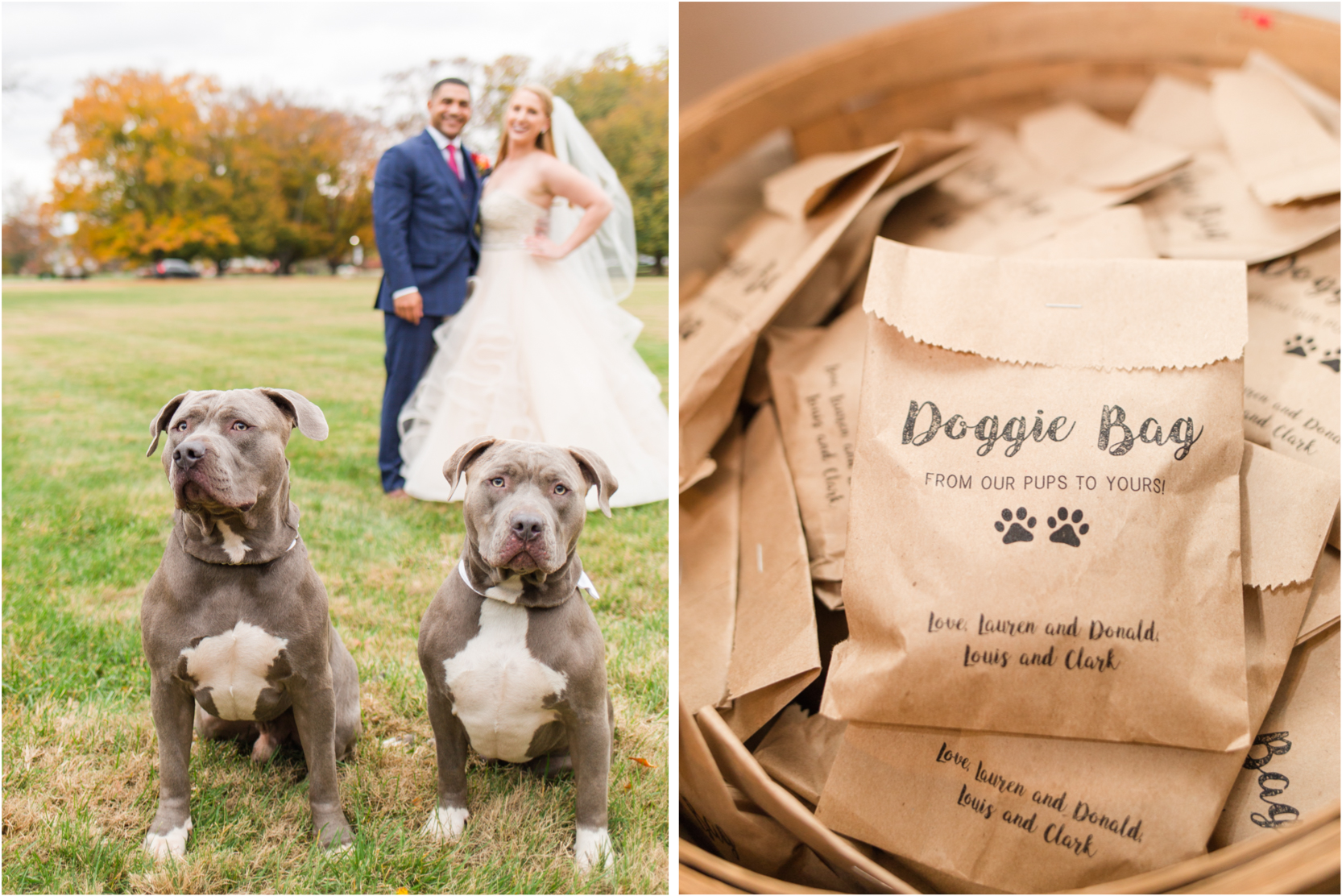 Olmsted Wedding Bride Groom Puppies Portraits Uniquely His Photography